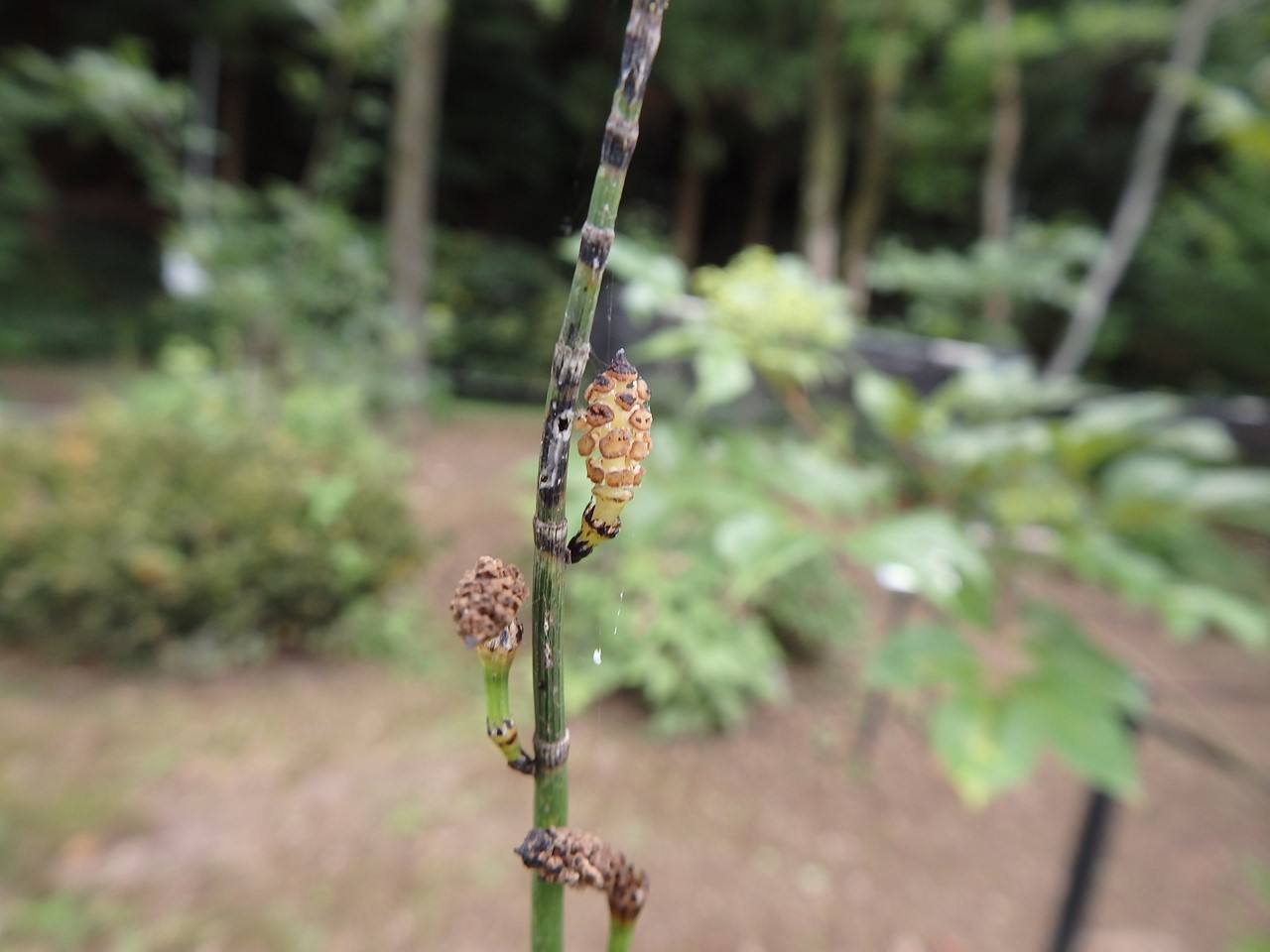 『角胡麻(ツノゴマ)と木大角豆(キササゲ)と菊苦菜(キクニガナ)や馬の鈴草(ウマノスズクサ)等･････』_d0054276_2021528.jpg