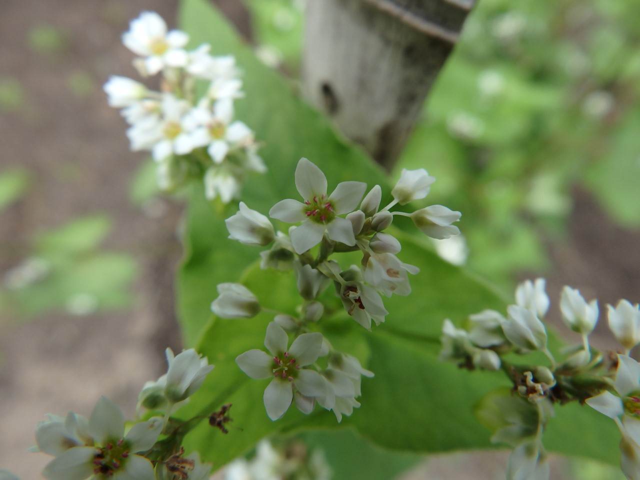 『角胡麻(ツノゴマ)と木大角豆(キササゲ)と菊苦菜(キクニガナ)や馬の鈴草(ウマノスズクサ)等･････』_d0054276_2022565.jpg