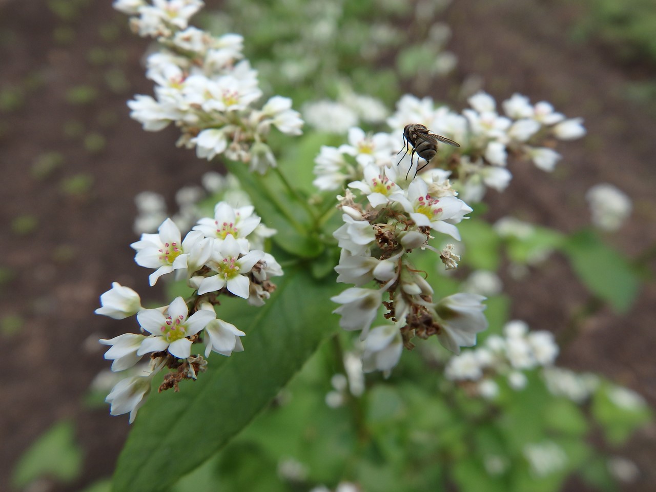 『角胡麻(ツノゴマ)と木大角豆(キササゲ)と菊苦菜(キクニガナ)や馬の鈴草(ウマノスズクサ)等･････』_d0054276_2023481.jpg