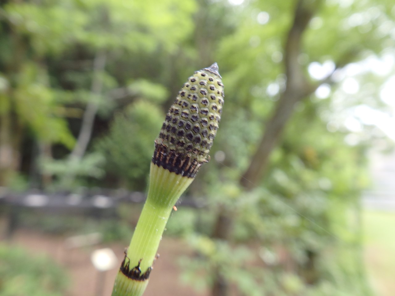 『角胡麻(ツノゴマ)と木大角豆(キササゲ)と菊苦菜(キクニガナ)や馬の鈴草(ウマノスズクサ)等･････』_d0054276_202425.jpg