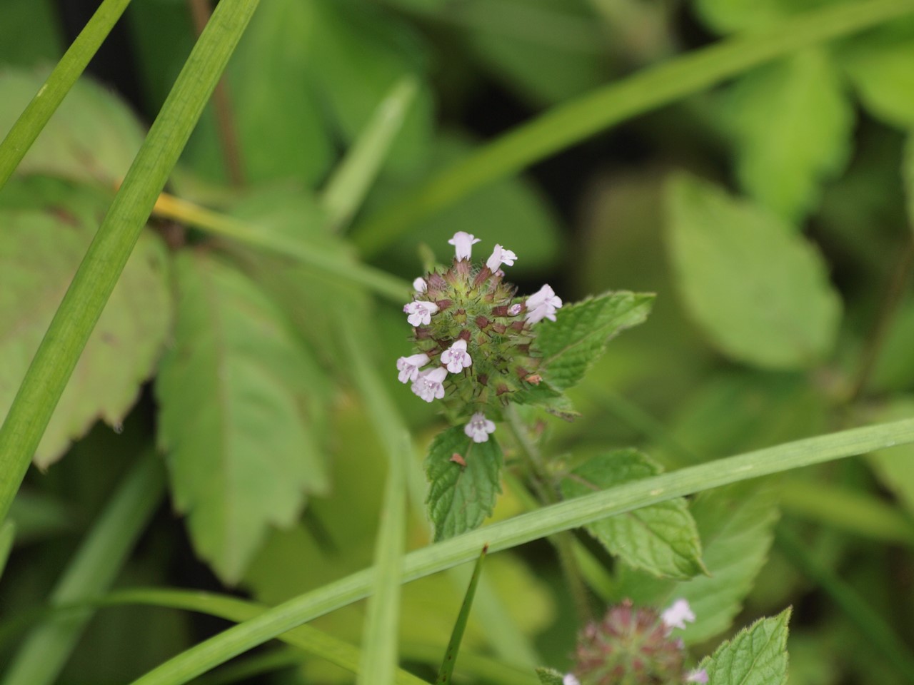 『角胡麻(ツノゴマ)と木大角豆(キササゲ)と菊苦菜(キクニガナ)や馬の鈴草(ウマノスズクサ)等･････』_d0054276_2033058.jpg