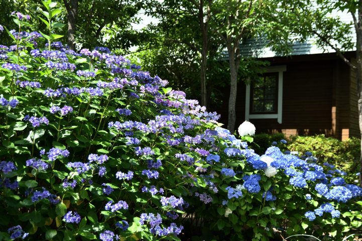 水無月の花_f0108478_18194744.jpg