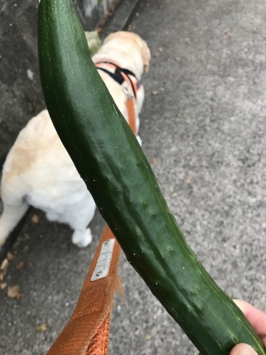 f0315081_22335748.jpeg