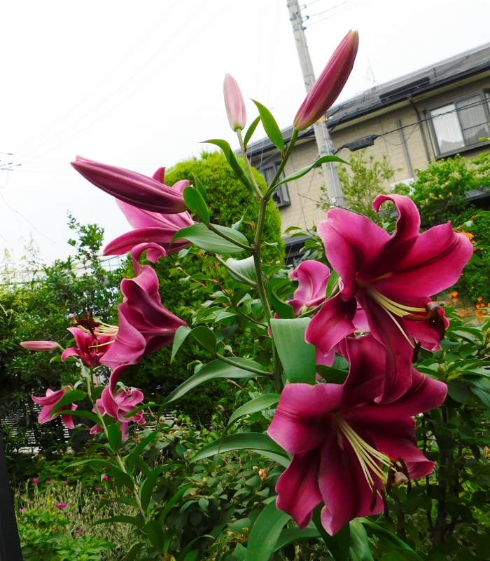巨大なカサブランカの花 D1bada