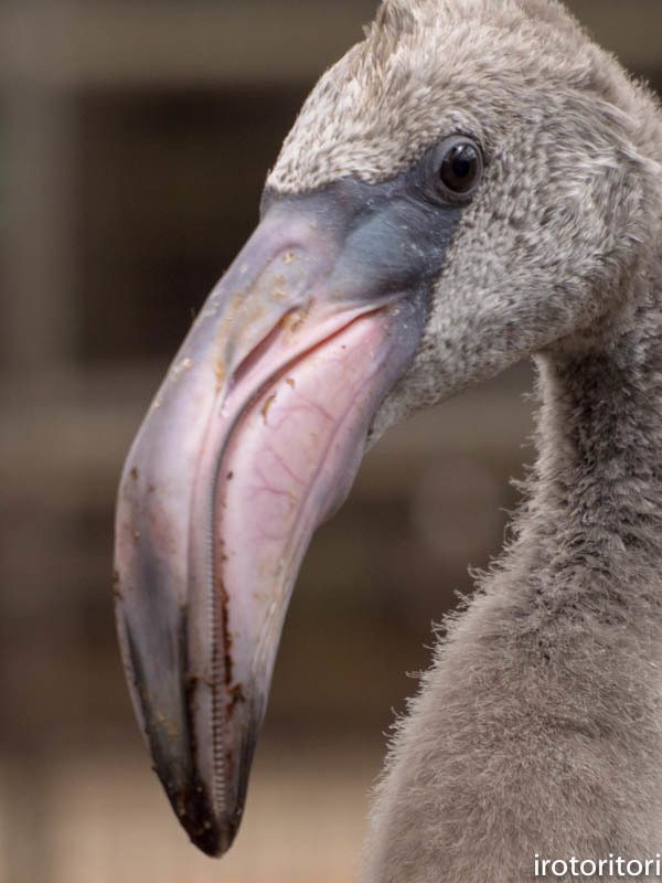 応援中！！　　（花鳥園の鳥たち・カルガモ）　　2018/06/23_d0146592_23224609.jpg