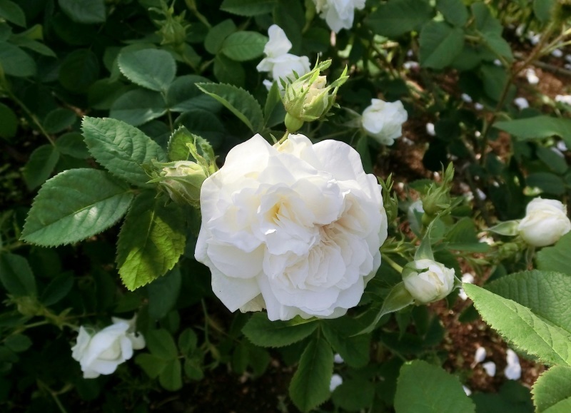 花 ALBAROSA 姫野ばら園八ヶ岳農場 - ○ロサ ルゴサ アルバ ○Rosa rugosa Alba