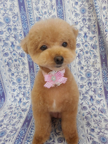トイ プードルのくうちゃん 小熊ちゃんカットでチャーミングになりました かまってちゃんアピールしてたワン 可愛いネ ふぉるむm A 千葉市 トリミングサロン 犬の美容室 千葉県 千葉市 花見川区 ペットサロン 検見川町3 340 18 ワンちゃんのカットハウス