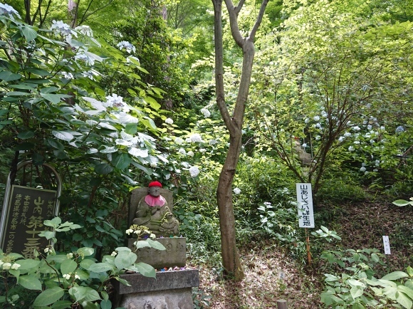 6/19 高幡不動尊金剛寺 あじさいまつり_b0042308_12412349.jpg