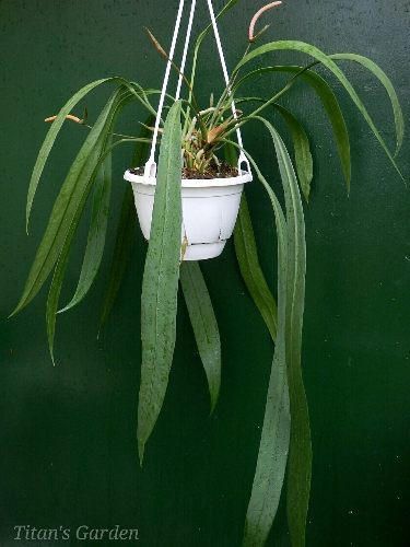 Anthurium vittarifolitm_b0099813_0271686.jpg