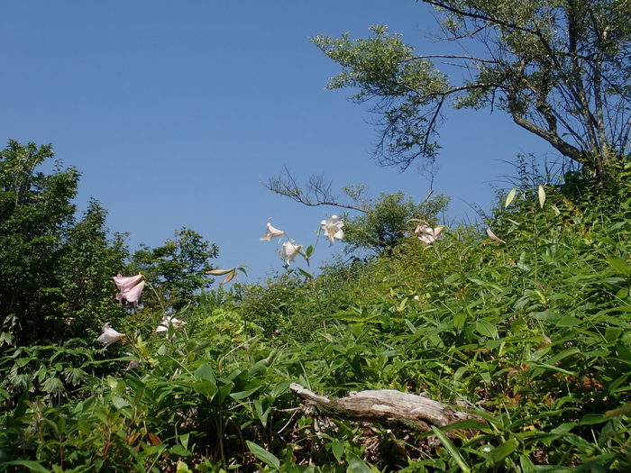 莇ケ岳~弟見山縦走_c0116915_23461546.jpg