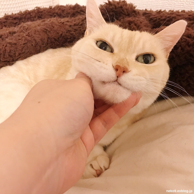 ポンコちゃんぶんむくれ 賃貸ネコ暮らし 賃貸住宅でネコを室内飼いする工夫 ポンコちゃんぶんむくれ 賃貸ネコ暮らし 賃貸住宅でネコを室内飼いする工夫