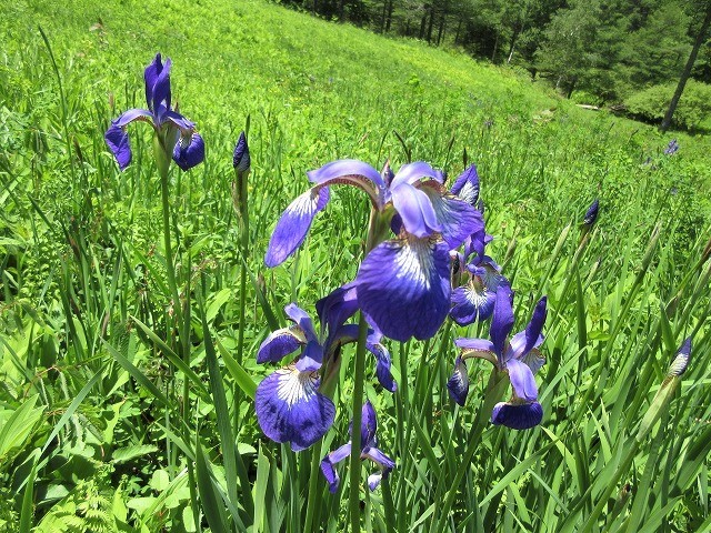 富士見町　ケーブルカーで登る入笠山と湿原めぐり　　　　　Mount Nyukasa in Fujimi, Nagano_f0308721_02260947.jpg