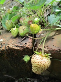 f0157327_04454790.jpg