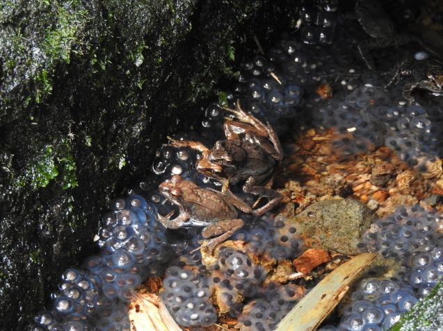 月山だより・6/22-23生き物編(カエルや死体注意)_f0118332_16451415.jpg