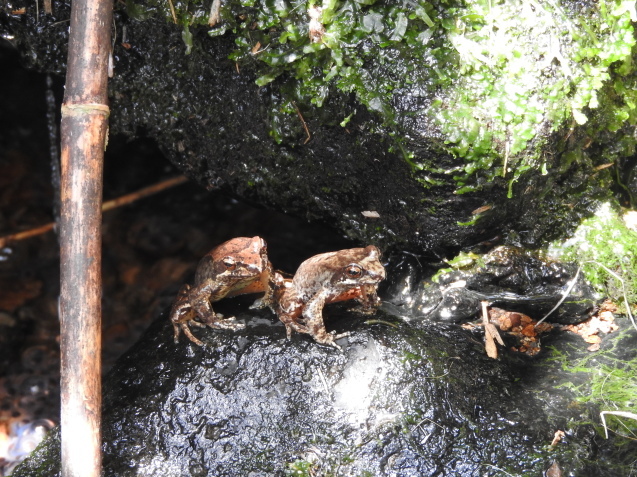 月山だより・6/22-23生き物編(カエルや死体注意)_f0118332_16452537.jpg