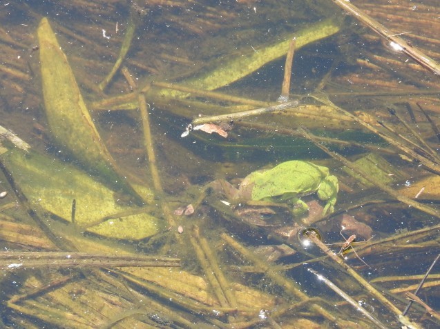 月山だより・6/22-23生き物編(カエルや死体注意)_f0118332_16461408.jpg