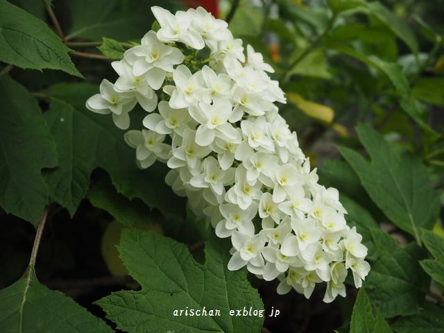 紫陽花も私の心も七変化～☆_f0295238_12263076.jpg