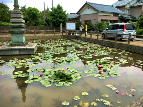 薫風：ニンフェア、ローズ＆ポピー。_a0027641_07191318.jpg