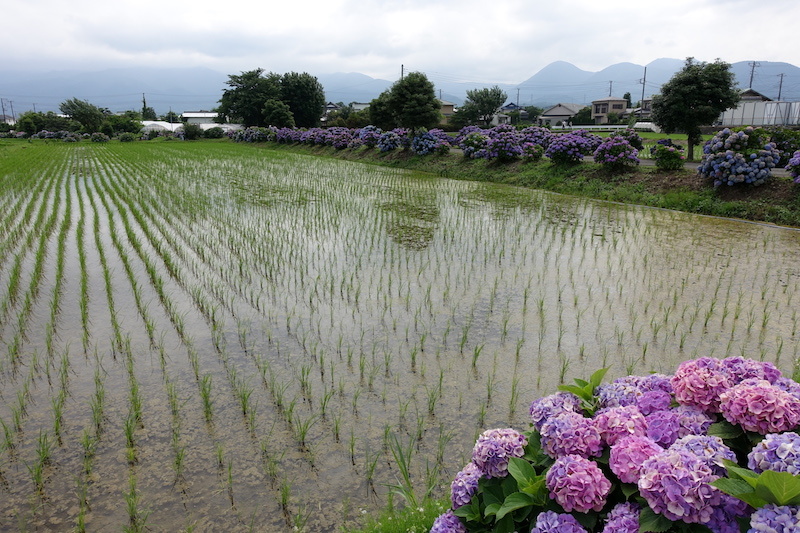 ショートツーリングで紫陽花_b0325549_19233997.jpg