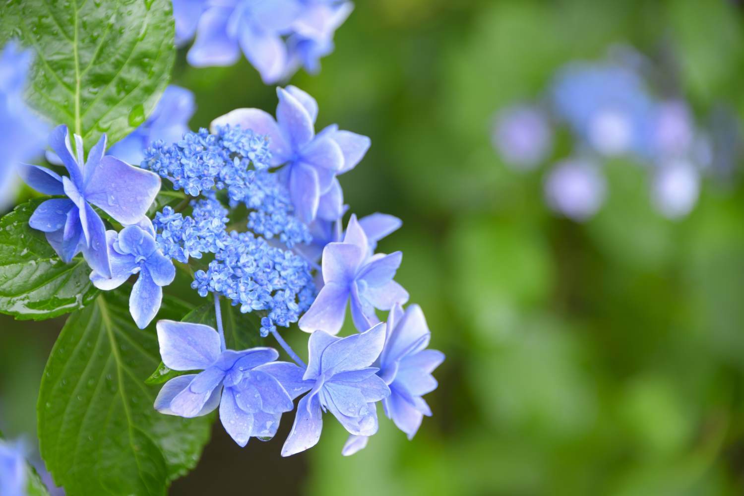 紫陽花 5　　　奈良県_d0286954_05145064.jpg