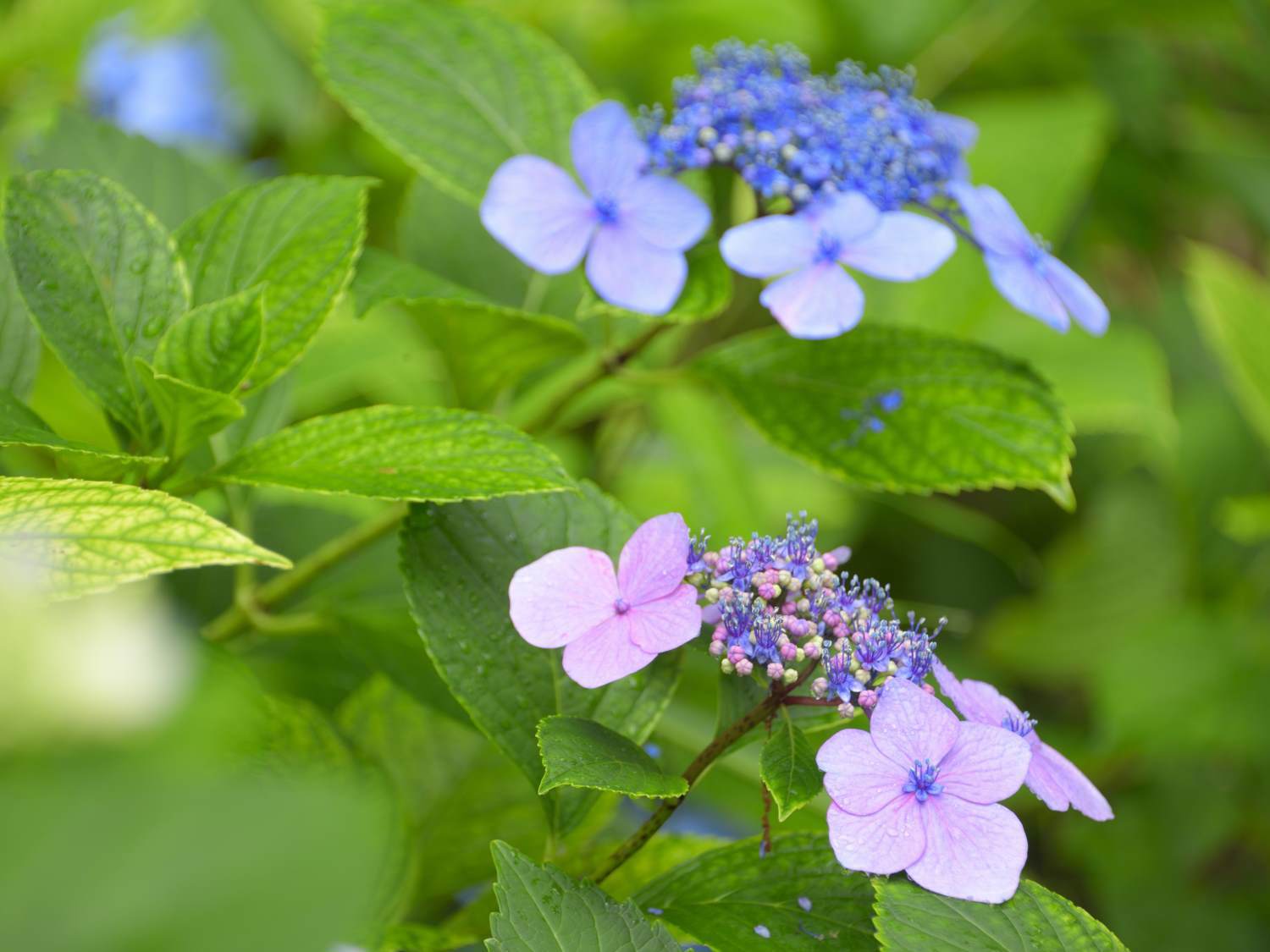 紫陽花 5　　　奈良県_d0286954_05150072.jpg