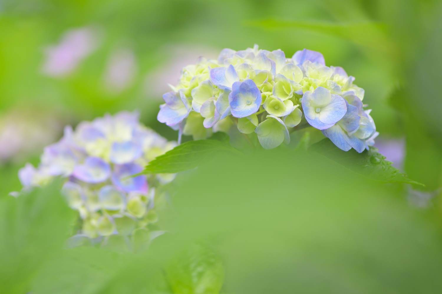 紫陽花 5　　　奈良県_d0286954_05151447.jpg