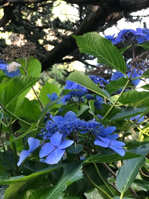 d0156557_11065105.jpeg