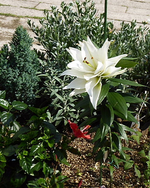 巨大輪八重咲カサブランカ ハイビスカス ルドベキア 風の向くまま 巨大輪八重咲カサブランカ ハイビスカス ルドベキア 風の向くまま