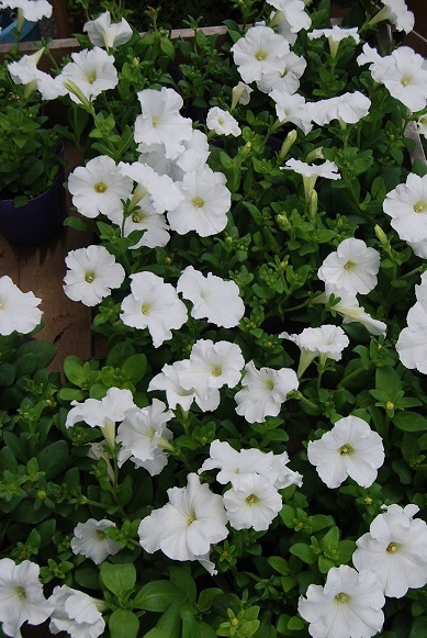 お天気のいい日はお花をさわりたくなりませんか・_a0201358_12423310.jpg