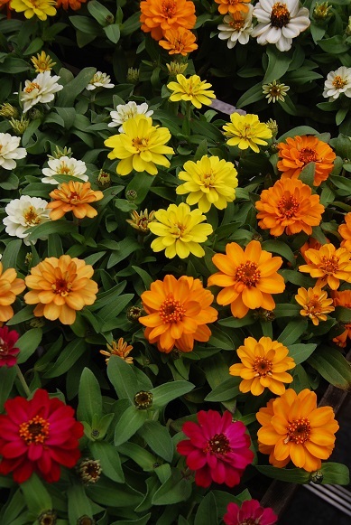 お天気のいい日はお花をさわりたくなりませんか・_a0201358_12425888.jpg