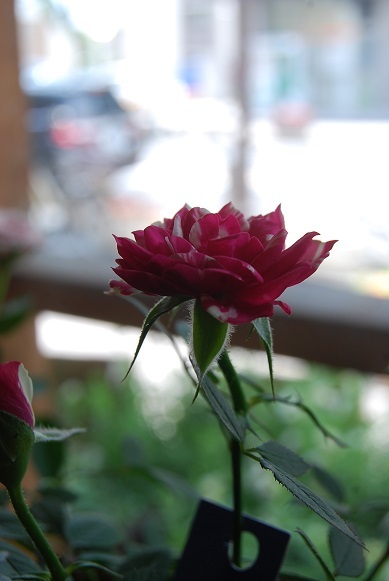 お天気のいい日はお花をさわりたくなりませんか・_a0201358_12434437.jpg