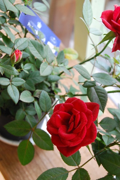 お天気のいい日はお花をさわりたくなりませんか・_a0201358_12435942.jpg