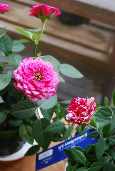 お天気のいい日はお花をさわりたくなりませんか・_a0201358_12440803.jpg