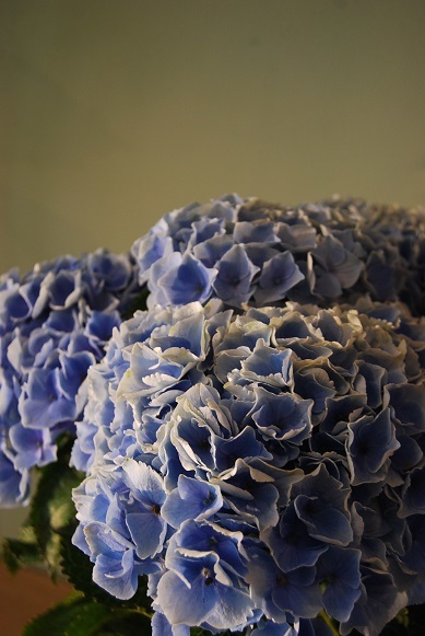 お天気のいい日はお花をさわりたくなりませんか・_a0201358_12461876.jpg