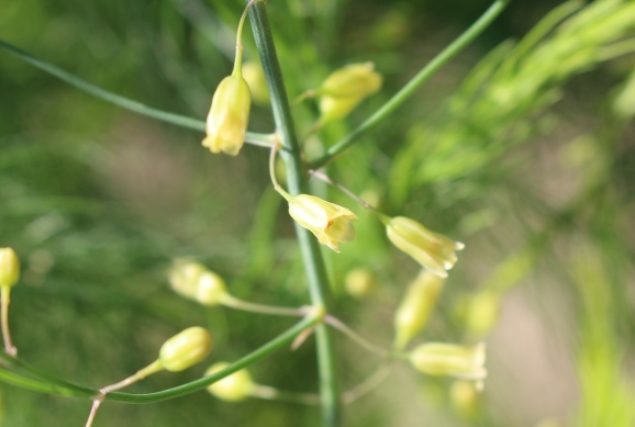 アスパラガス ひげ爺の花便り