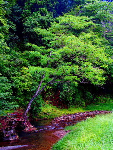 梅雨ゾラ_f0327061_14115840.jpg