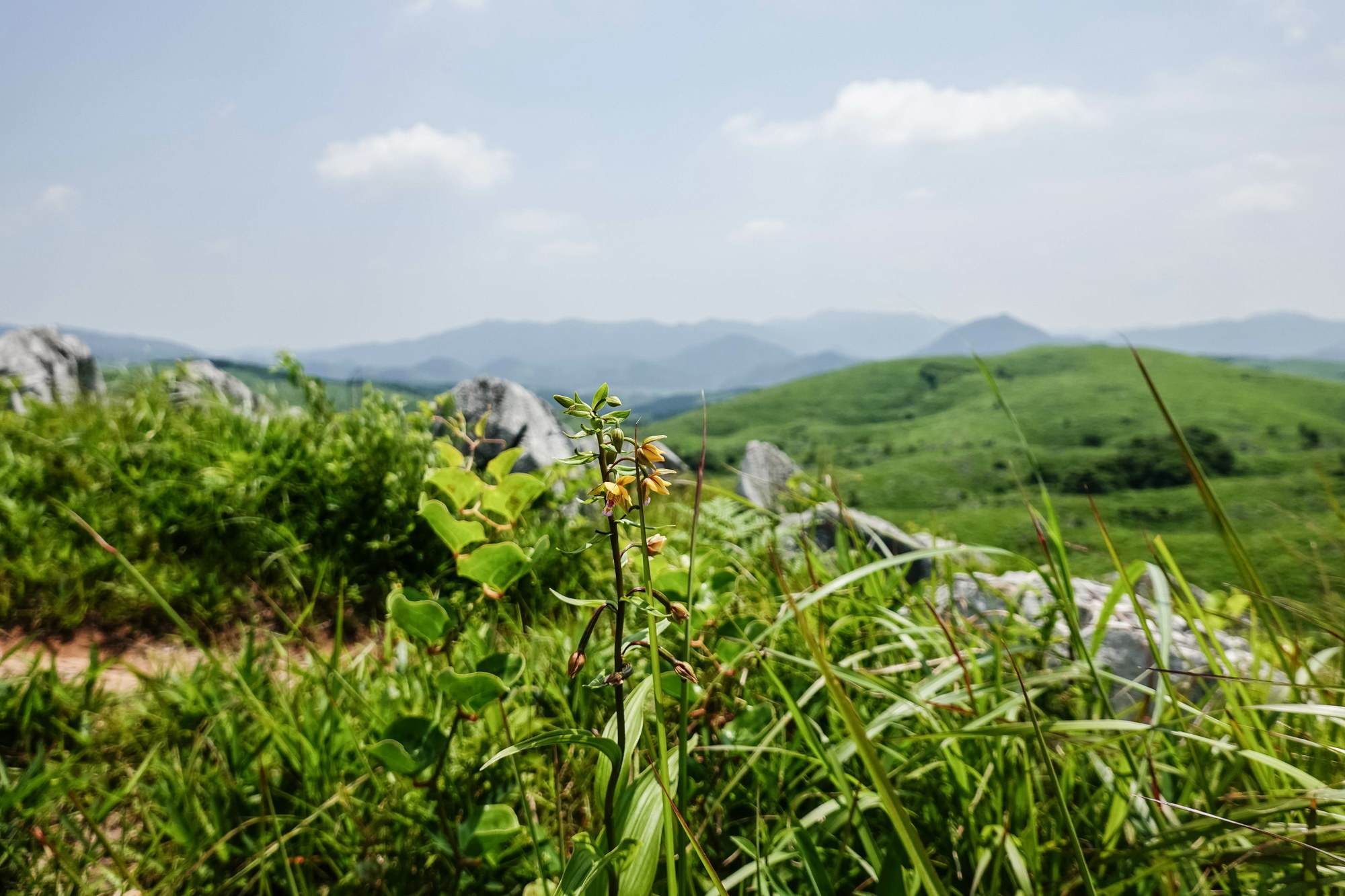 秋吉台のカキランをRX100M6で撮る_e0015567_20143695.jpg