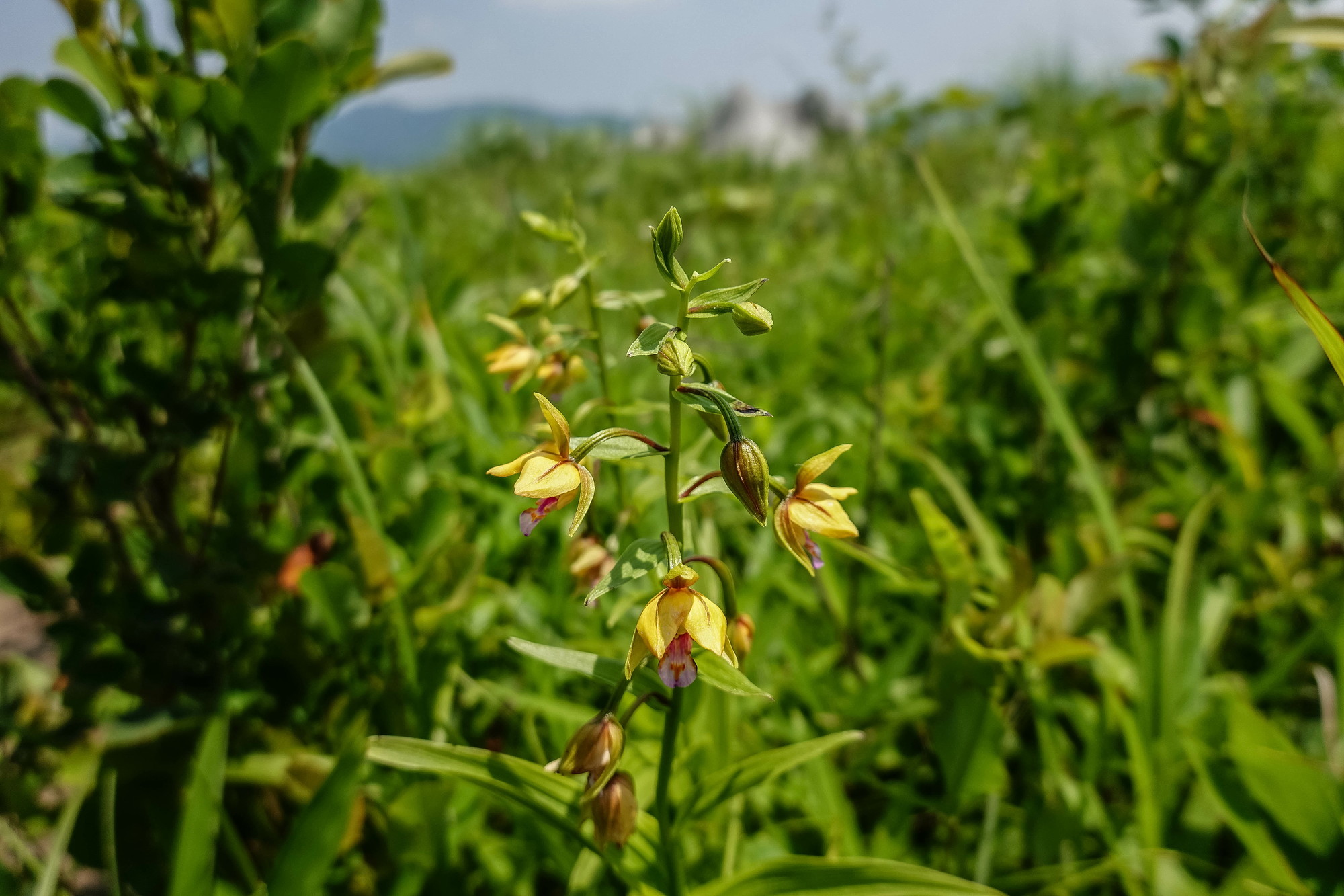 秋吉台のカキランをRX100M6で撮る_e0015567_20151859.jpg