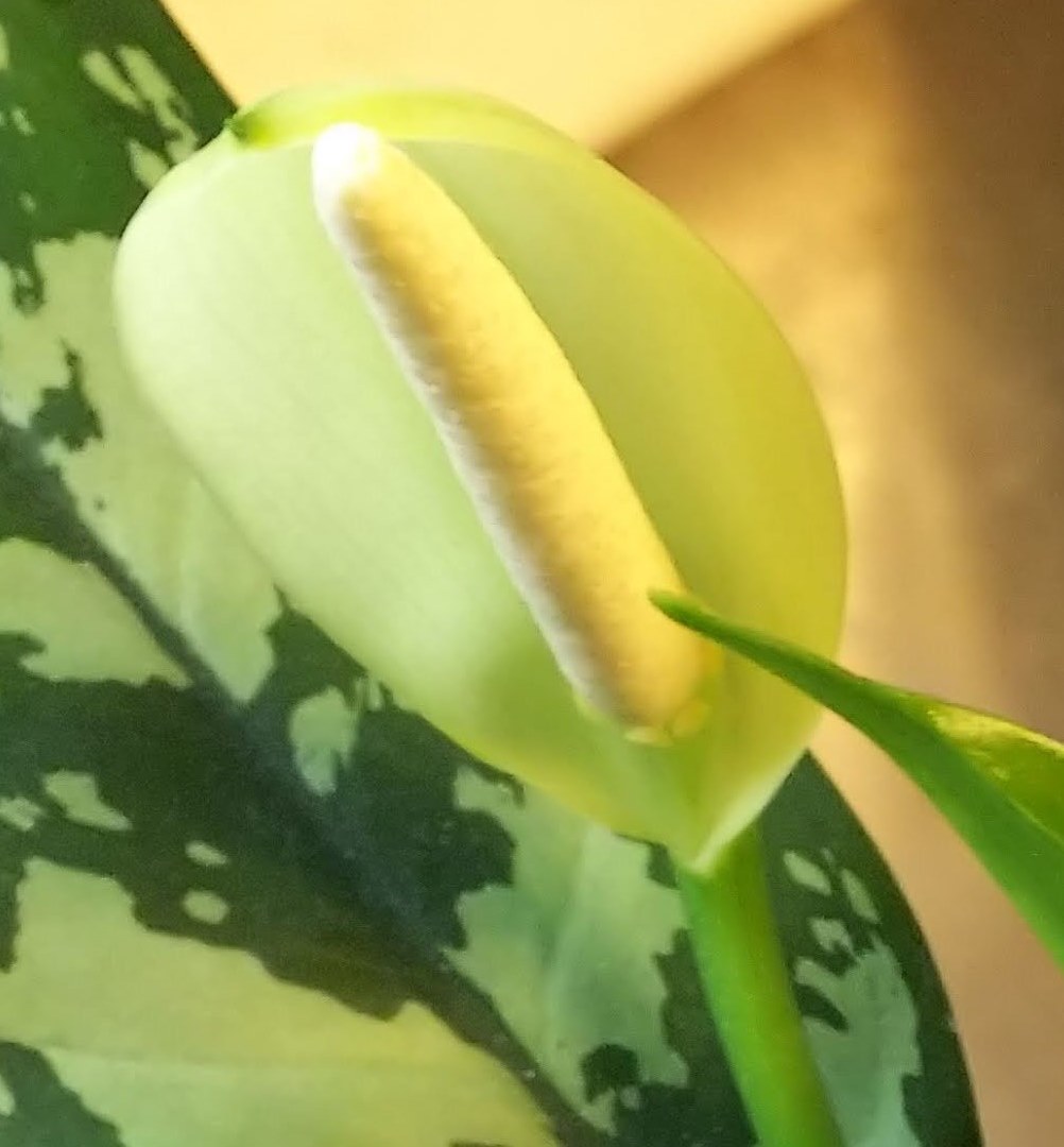 アグラオネマ 暗闇くん花を咲かす 放浪記
