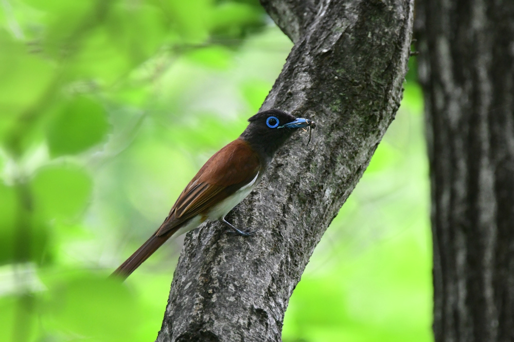 サンコウチョウ_f0053272_22430687.jpg