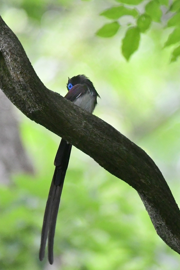 サンコウチョウ_f0053272_22501231.jpg