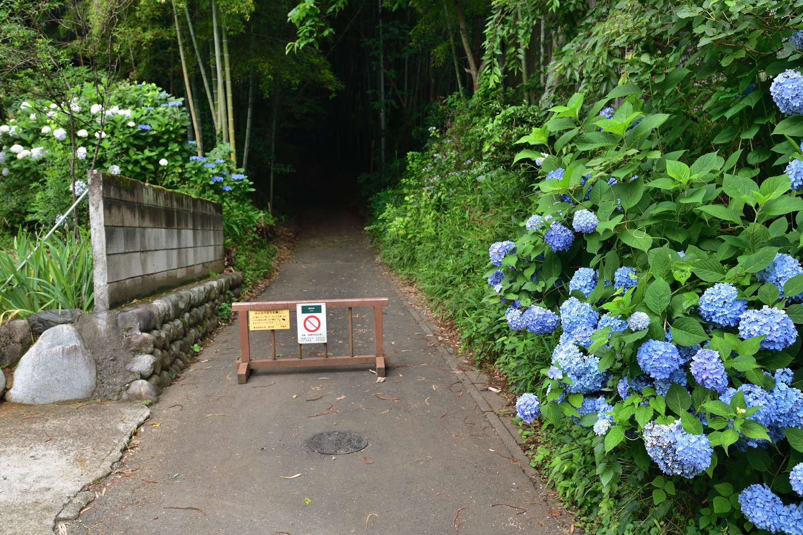 滝山公園の花_d0328977_17105547.jpg