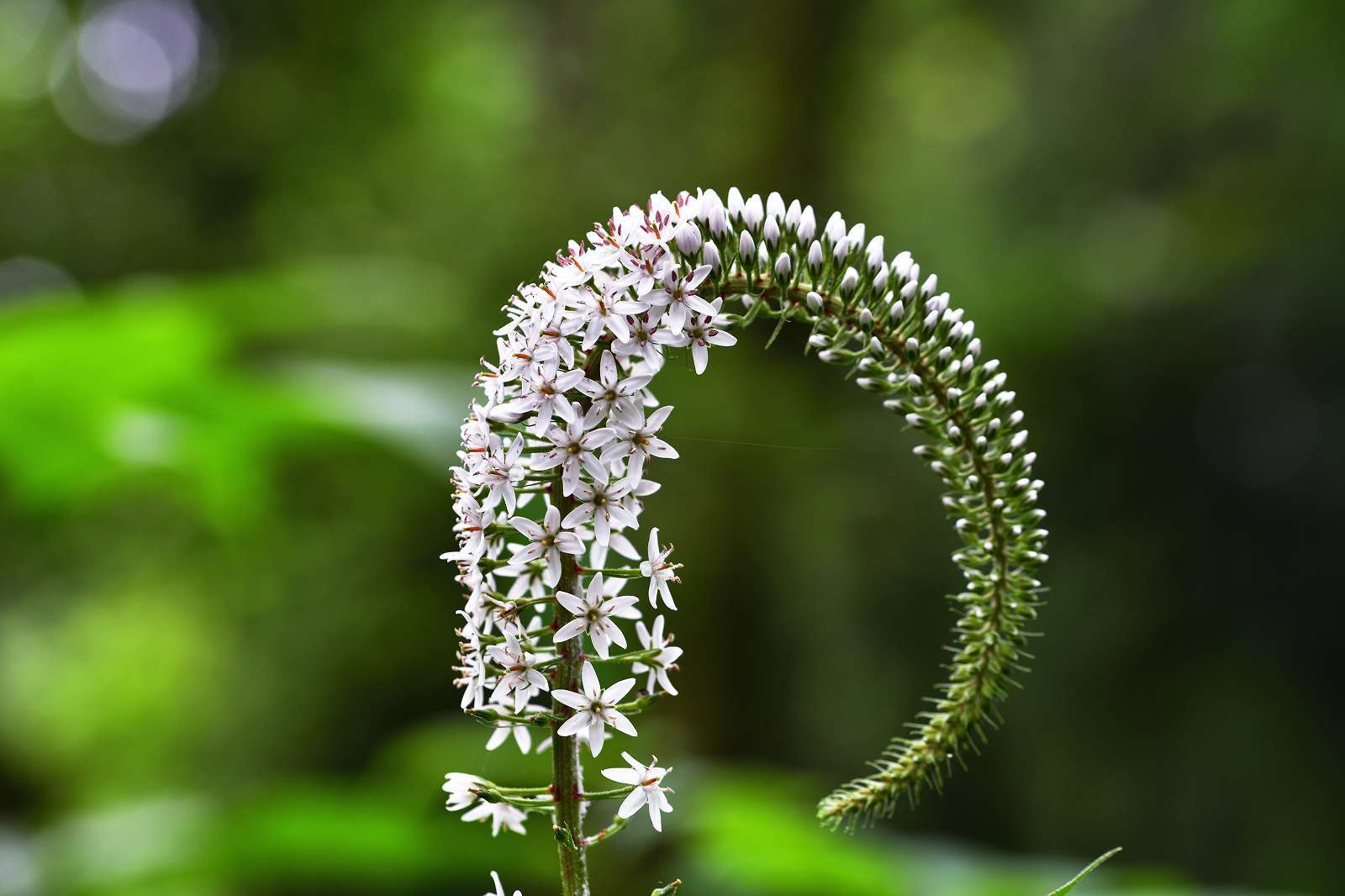 滝山公園の花_d0328977_17105720.jpg