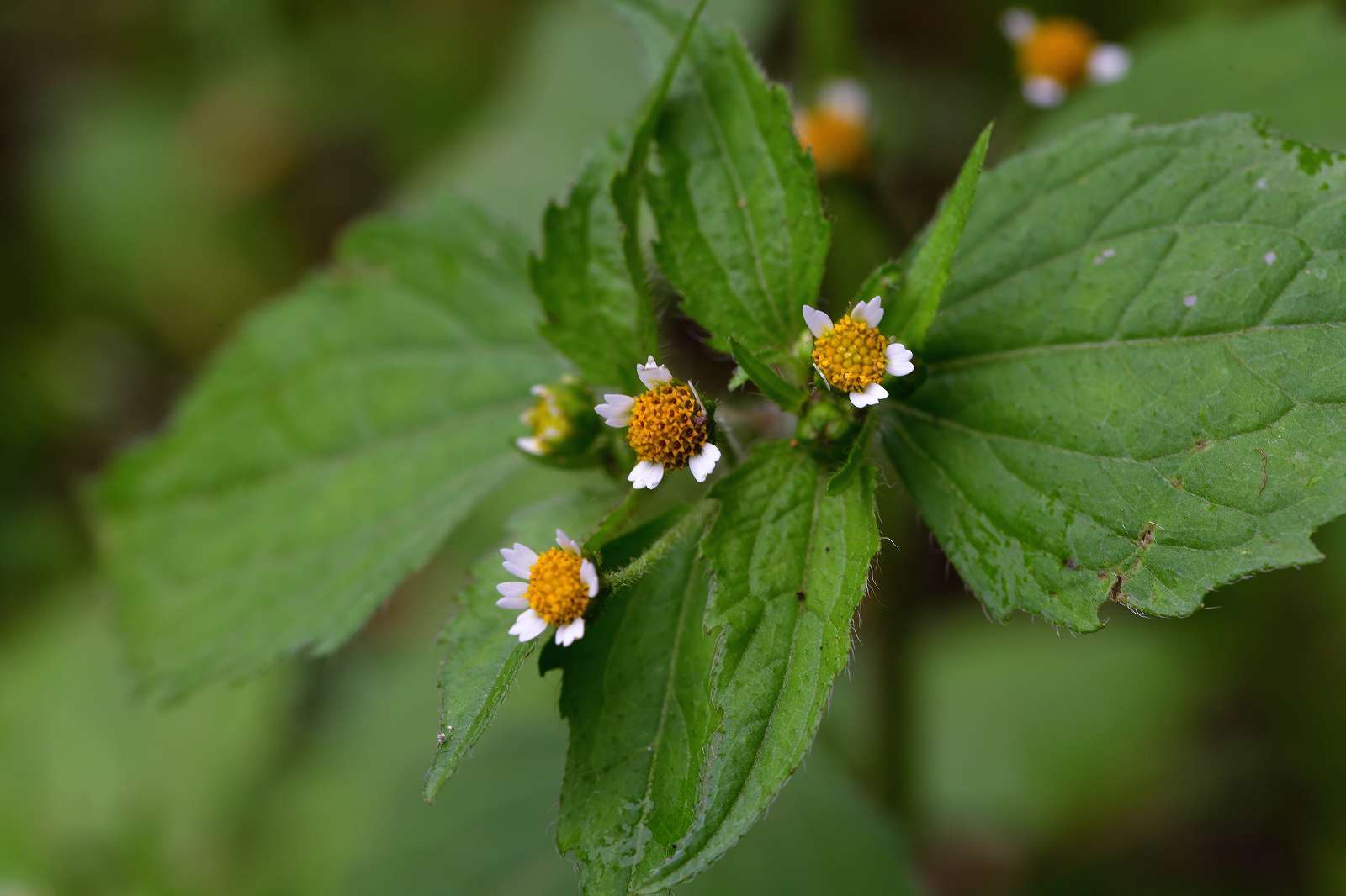 滝山公園の花_d0328977_17110708.jpg