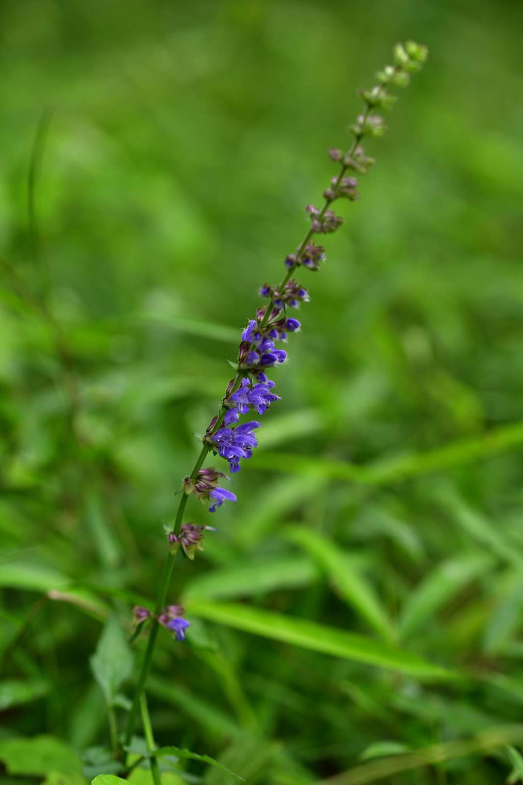 滝山公園の花_d0328977_17110723.jpg