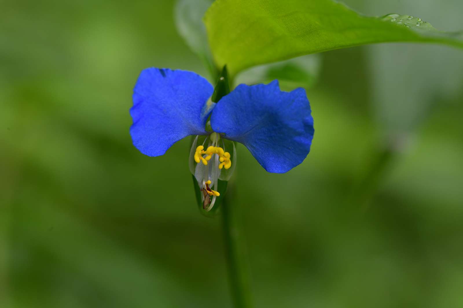 滝山公園の花_d0328977_17110727.jpg