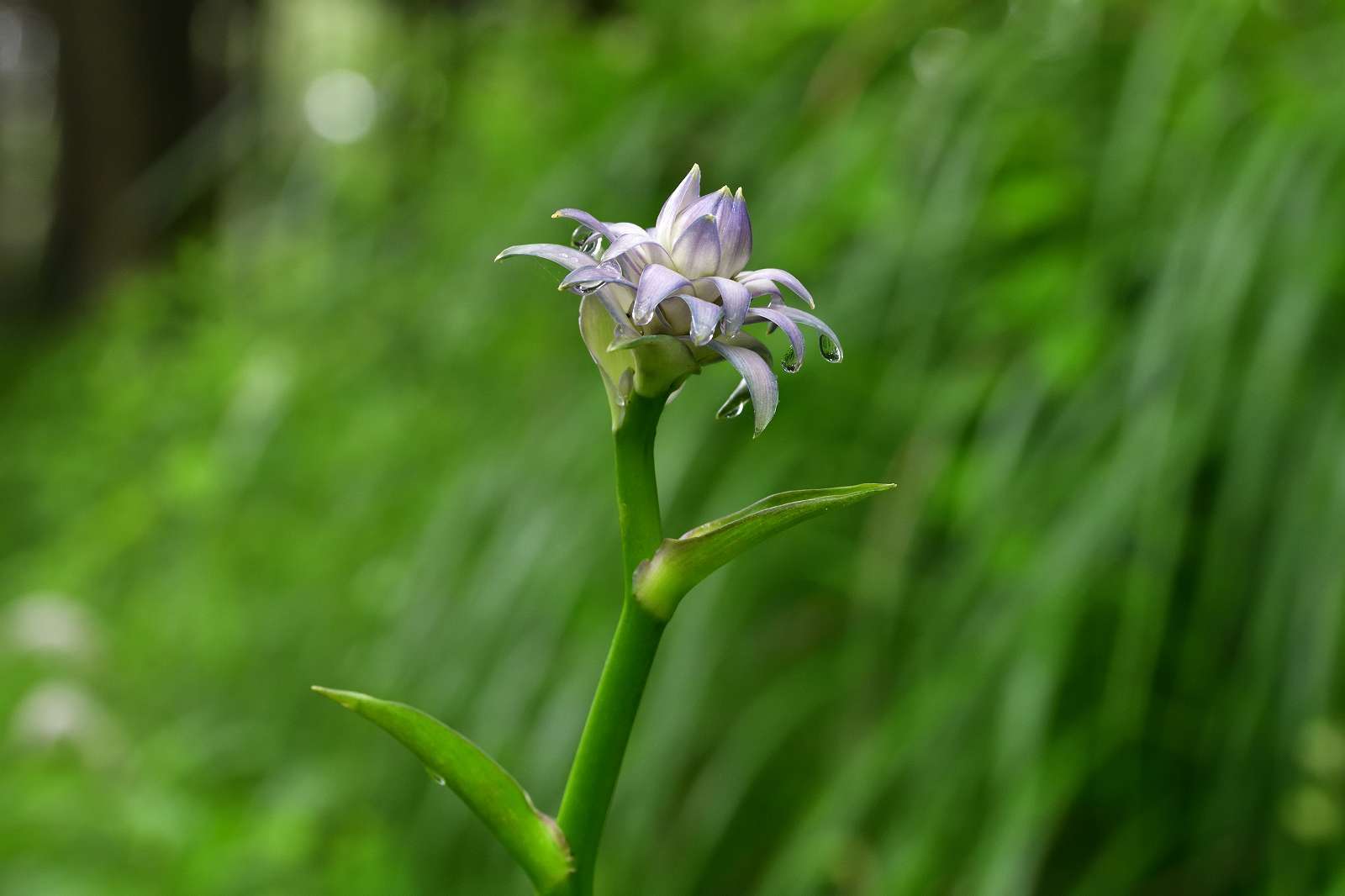 滝山公園の花_d0328977_17110728.jpg