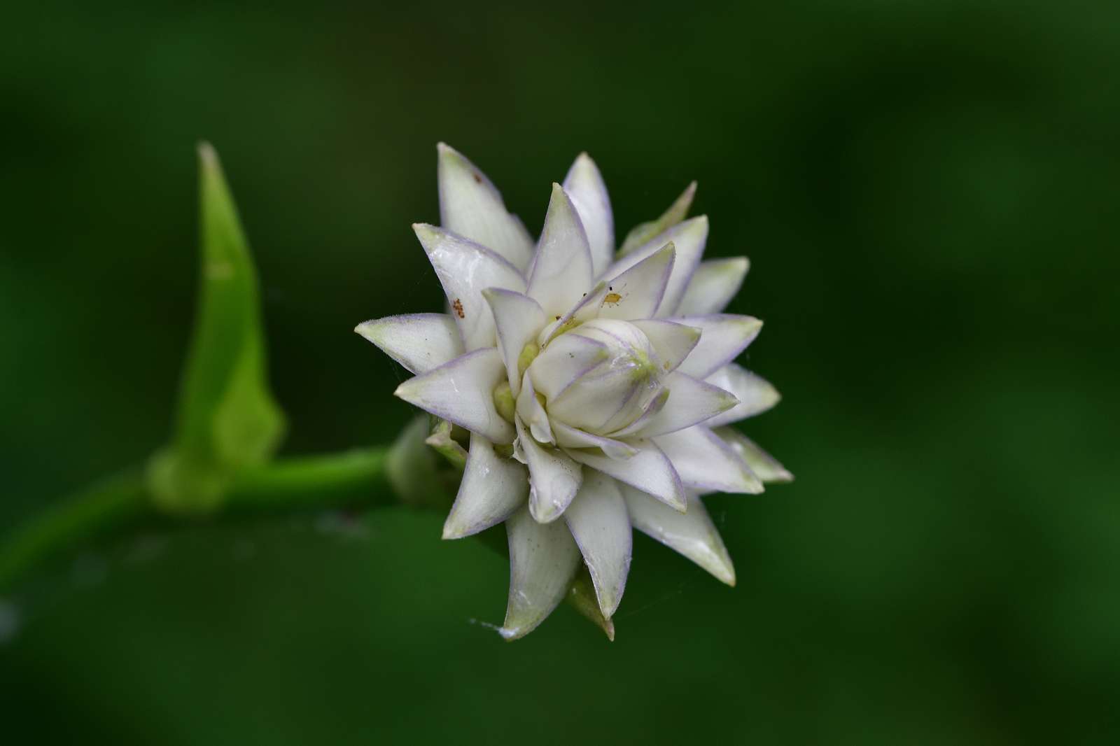 滝山公園の花_d0328977_17110815.jpg