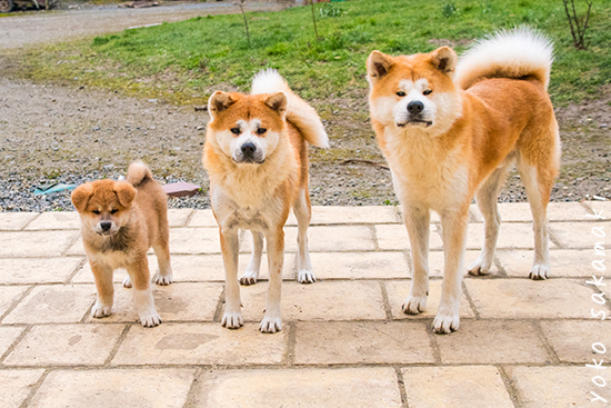 本日の犬家族 ノルマン犬猫日記