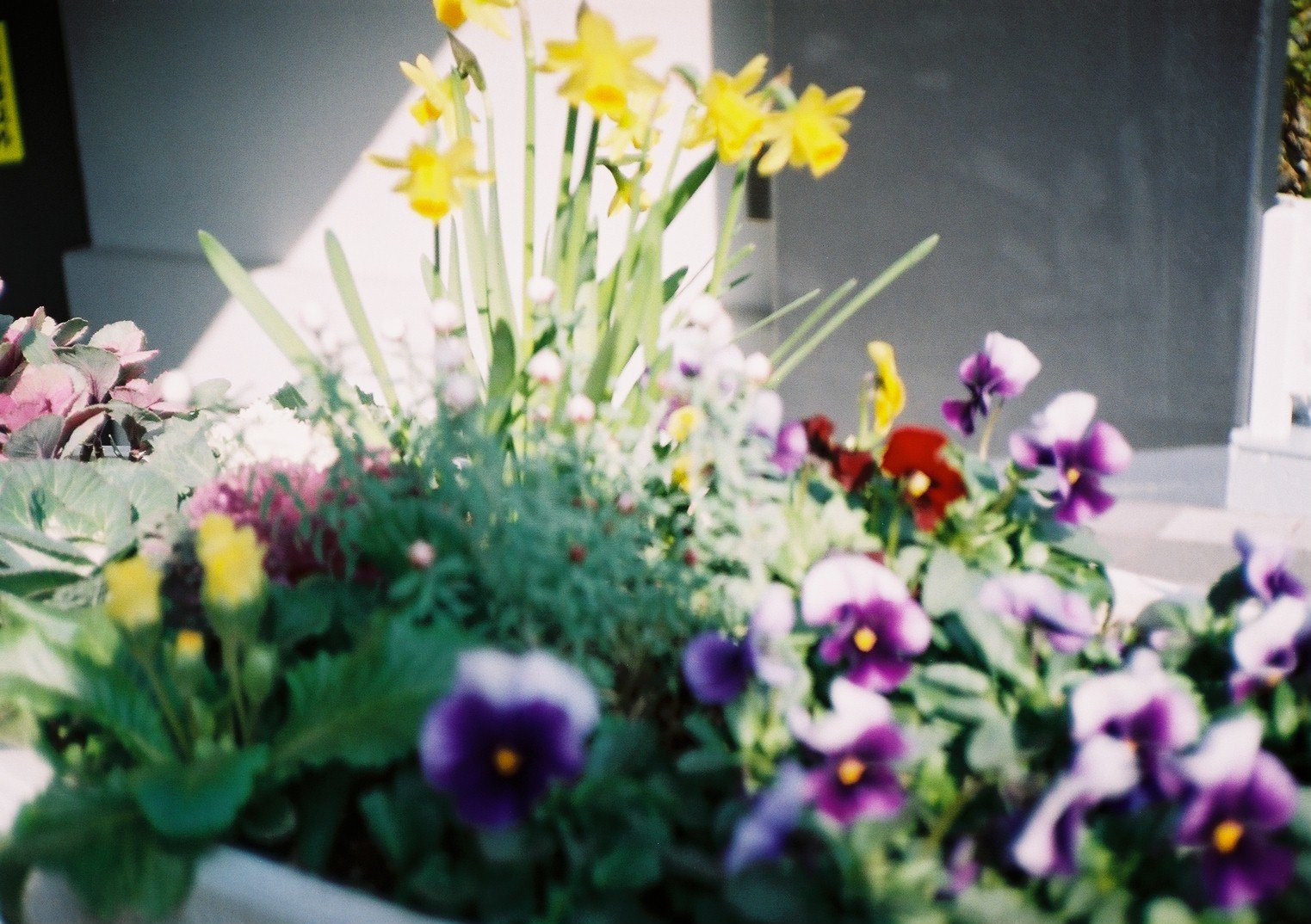 CANON AF35M 試写 : photoな日々